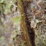 Trichomanes erosum Outro