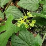 Gronovia scandens Flower