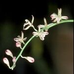 Acriopsis liliifolia Цвят