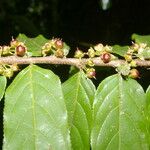 Casearia arborea Flor