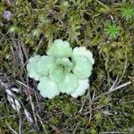 Saxifraga cuneifolia Blüte