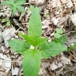 Scutellaria lateriflora Leaf