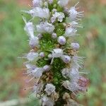 Mentha suaveolens Flower