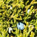 Juniperus horizontalis Fruit