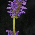 Nepeta laevigata Habitus