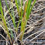 Carex rostrata Levél