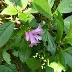 Strobilanthes cusia Flower