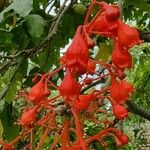 Brachychiton acerifoliusBloem