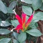 Aeschynanthus speciosus