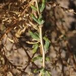 Senecio potosianus Leaf