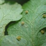 Microlepia speluncae Leaf