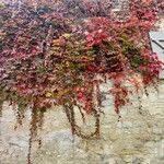 Parthenocissus tricuspidata Hábito