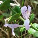 Hypoestes maculosa Flower