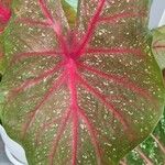 Caladium bicolor Yaprak