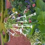 Nicotiana sylvestrisBlodyn