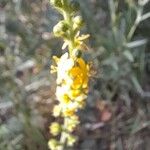 Agrimonia eupatoriaFlower