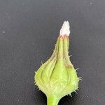 Urospermum picroides Цветок
