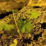 Geranium sibiricum Lehti