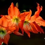 Hippeastrum puniceum 花