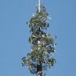 Fitzroya cupressoides Yeri