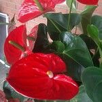 Anthurium scherzerianumКвітка