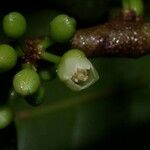Chrysophyllum venezuelanense Fruto