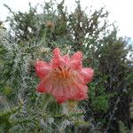 Caiophora chuquitensis Floare