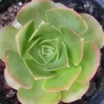 Aeonium valverdense Leaf