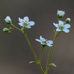 Micranthes californica Hábito