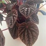 Peperomia caperata Foglia