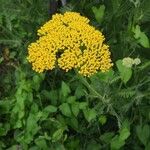 Achillea filipendulina Lam.Квітка