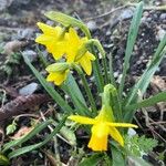 Narcissus minor Flower