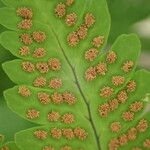 Gymnocarpium dryopteris Frucht