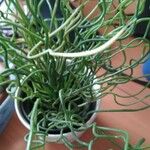 Albuca spiralis Folha