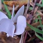 Cyclamen hederifoliumКветка