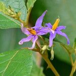 Solanum paludosum Λουλούδι