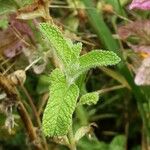 Salvia viridis Leaf