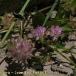 Trifolium resupinatum Flower