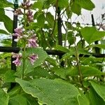 Syringa josikaea Flower