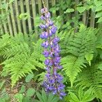 Lupinus perennis Flor