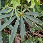 Helleborus foetidus Hoja