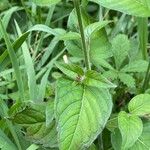 Circaea lutetiana Leaf