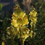 Linaria vulgaris Blüte