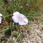 Linum lewisii Λουλούδι