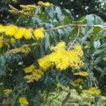 Combretum laxum Flower