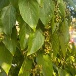 Hovenia dulcis Frunză