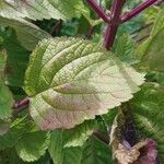 Plectranthus fruticosus Blatt