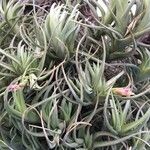 Tillandsia colorata অভ্যাস