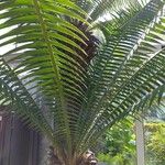 Dioon spinulosum List