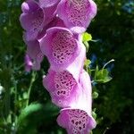 Digitalis thapsi ফুল